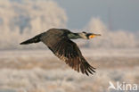 Aalscholver (Phalacrocorax carbo)