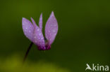 Alpenviooltje (Cyclamen coum)