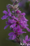 Basterdwederik (Epilobium latifoka)