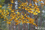 Beuk (Fagus spec.)