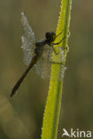 Bloedrode heidelibel (Sympetrum sanguineum)