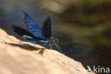 Bosbeekjuffer (Calopteryx virgo) 