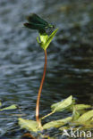 Bosbeekjuffer (Calopteryx virgo) 