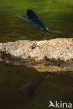 Bosbeekjuffer (Calopteryx virgo) 