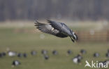 Brandgans (Branta leucopsis)