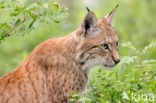 Euraziatische lynx (Lynx lynx) 