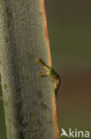 Europese boomkikker (Hyla arborea) 