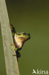 Europese boomkikker (Hyla arborea) 