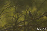 Grauwe Klauwier (Lanius collurio) 