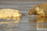 Grijze zeehond