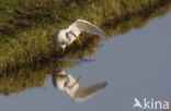 Grote zilverreiger (Casmerodius albus)