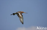 Grutto (Limosa limosa) 