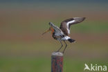 Grutto (Limosa limosa) 