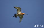 Grutto (Limosa limosa) 