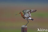 Grutto (Limosa limosa) 