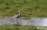 Grutto (Limosa limosa) 