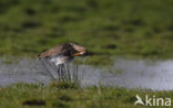 Grutto (Limosa limosa) 