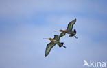 Grutto (Limosa limosa) 