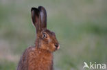 Haas (Lepus europaeus)