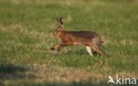 Haas (Lepus europaeus)