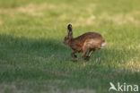 Haas (Lepus europaeus)