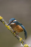 IJsvogel (Alcedo atthis)