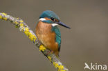 IJsvogel (Alcedo atthis)