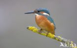 IJsvogel (Alcedo atthis)