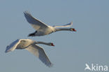 Knobbelzwaan (Cygnus olor)