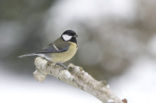 Koolmees (Parus major)