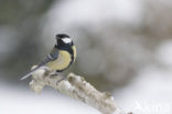 Koolmees (Parus major)