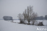 Naturschutzgebiet Bislicher Insel