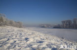 Naturschutzgebiet Bislicher Insel