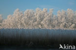 Nieuwkoopse Plassen