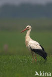 Ooievaar (Ciconia ciconia)