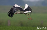 Ooievaar (Ciconia ciconia)