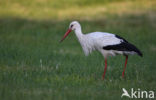 Ooievaar (Ciconia ciconia)