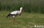 Ooievaar (Ciconia ciconia)