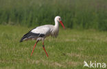 Ooievaar (Ciconia ciconia)