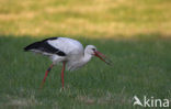 Ooievaar (Ciconia ciconia)