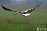 Ooievaar (Ciconia ciconia)