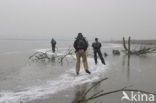 Oostvaardersplassen