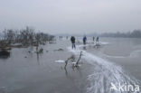 Oostvaardersplassen