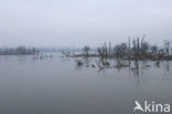 Oostvaardersplassen