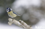 Pimpelmees (Parus caeruleus)