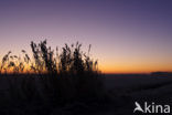 Riet (Phragmites australis)