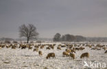 Schaap (Ovis domesticus)