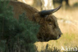 Schotse Hooglander