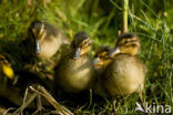 Wilde Eend (Anas platyrhynchos)