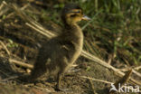 Wilde Eend (Anas platyrhynchos)